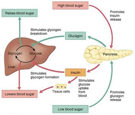 1. Blood Sugar Regulation: