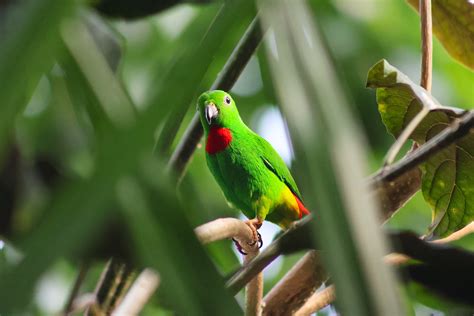 1. Blue Crowned Hanging Parrots Are Social Creatures