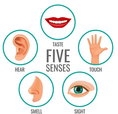 1. Body and Senses: