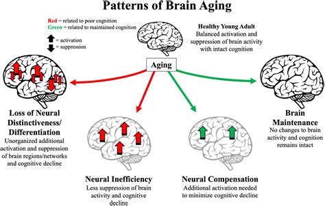 1. Brain Changes and Cognitive Decline