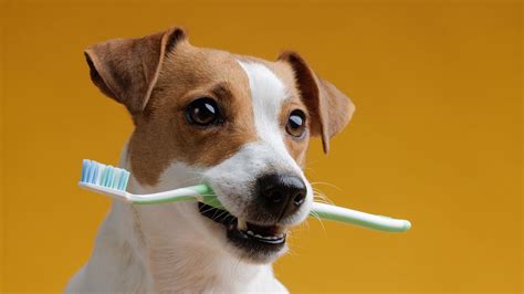 1. Brush Your Dog's Teeth Regularly