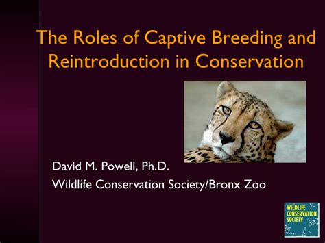 1. Captive Breeding and Reintroduction Programs: