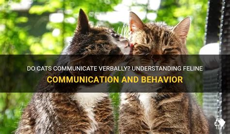 1. Cats communicate in a variety of ways