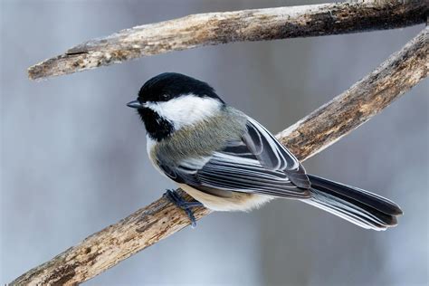 1. Chickadees: Masters of Adaptation