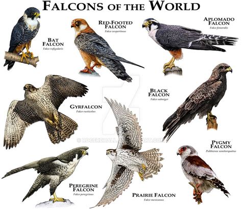 1. Choose Your Falcon Species: