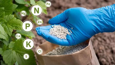 1. Choose the Right Fertilizer Type