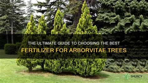 1. Choose the Right Fertilizer for Arborvitae