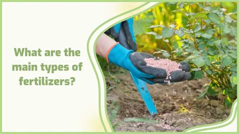 1. Choose the right type of fertilizer