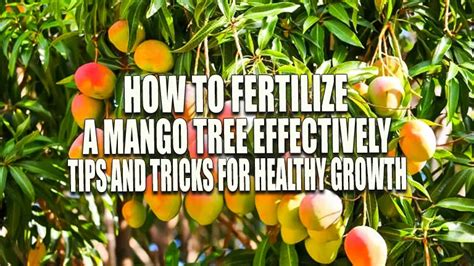 1. Choosing the Right Fertilizer for Mango Trees