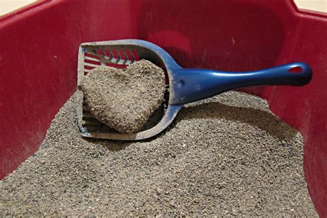 1. Clumping Litter