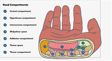 1. Compartments and Organization: