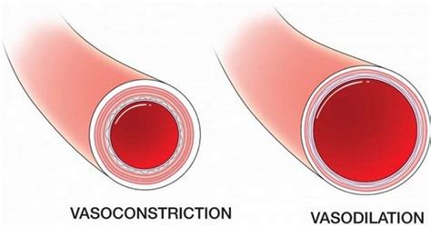 1. Constriction of Blood Vessels: