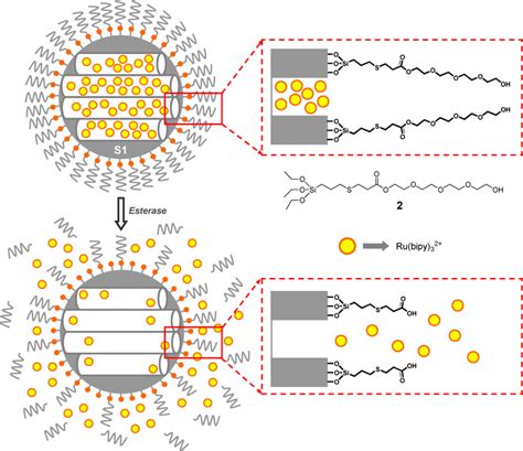 1. Controlled Release: