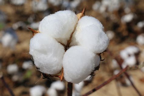 1. Cotton