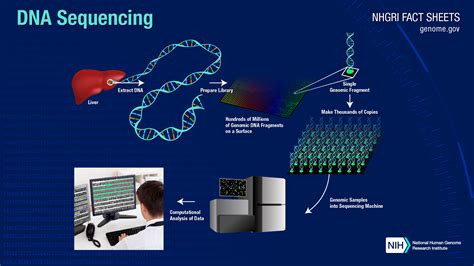 1. DNA Sequencing and Analysis