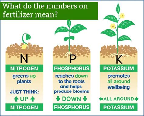 1. Determine Nutrient Needs (12-4-8 NPK Ratio)