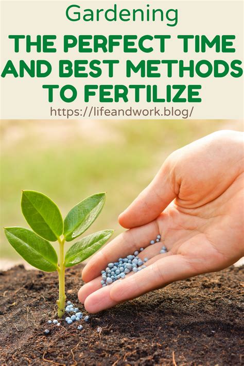 1. Determine the Best Time to Fertilize