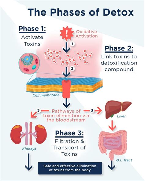 1. Detoxification and Cleansing