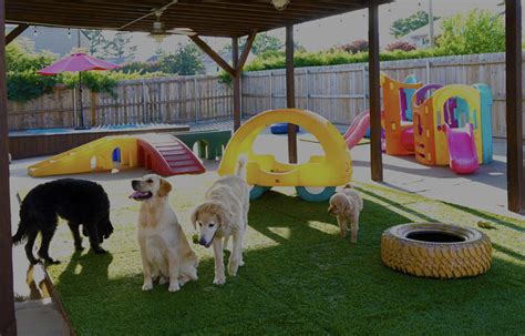 1. Doggy Daycare