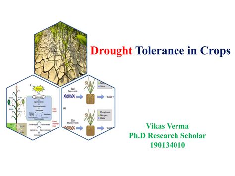 1. Drought Tolerance: