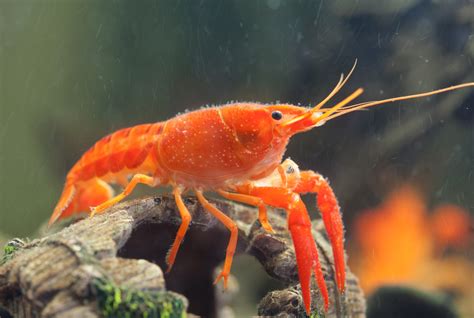 1. Dwarf Crayfish