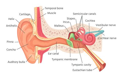 1. Ears: An Essential Element