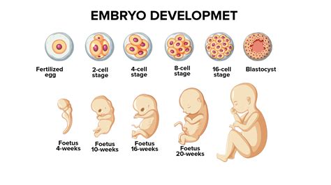 1. Egg and Embryonic Development