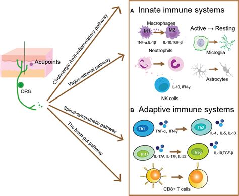 1. Electro Immunity: