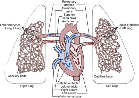 1. Enhanced Blood Flow and Circulation: