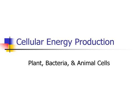 1. Enhanced Cellular Energy Production