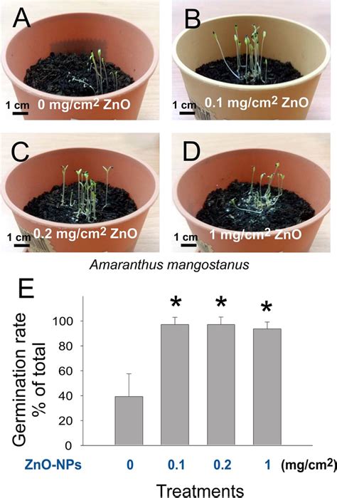 1. Enhanced Germination Rates: