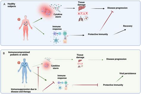 1. Enhanced Immune System: