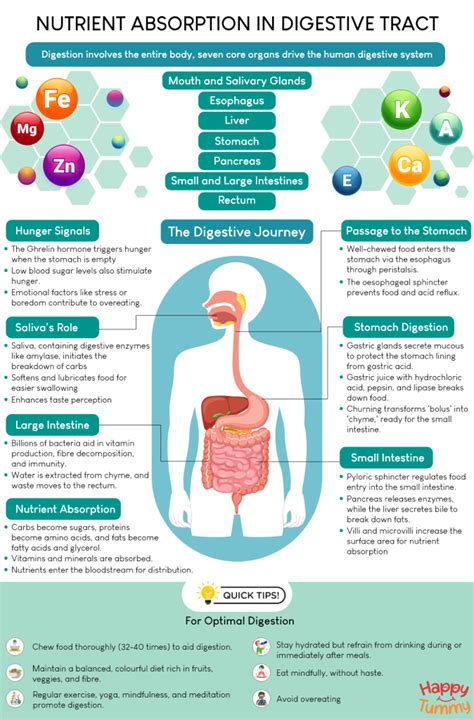 1. Enhanced Nutrient Absorption: