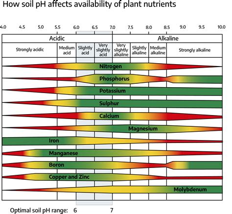 1. Enhanced Nutrient Absorption and Soil pH Balance