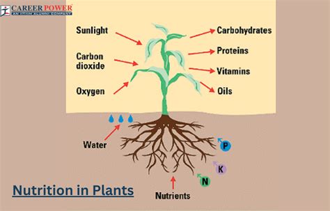 1. Enhanced Nutrient Absorption for Thriving Plants