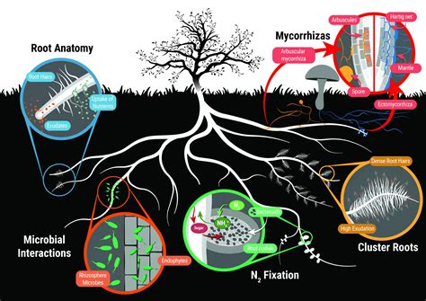 1. Enhanced Nutrient Uptake and Utilization