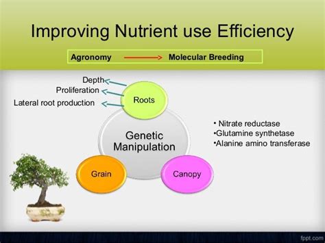 1. Enhanced Nutrient Utilization