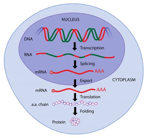 1. Enhanced Protein Synthesis: