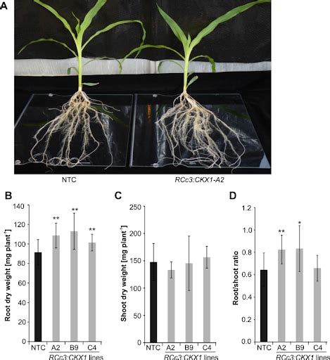 1. Enhanced Root Development: