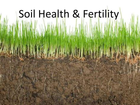 1. Enhanced Soil Health and Fertility