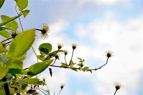 1. Essential Nutrients for Clematis