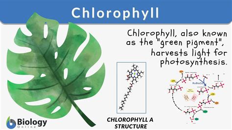 1. Essential for Chlorophyll Production