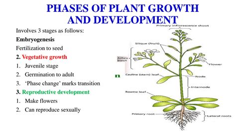 1. Essential for Plant Growth and Development: