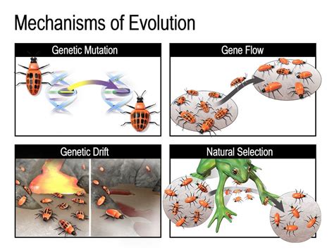 1. Evolution and Growth: