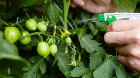 1. Feed Your Tomatoes Regularly