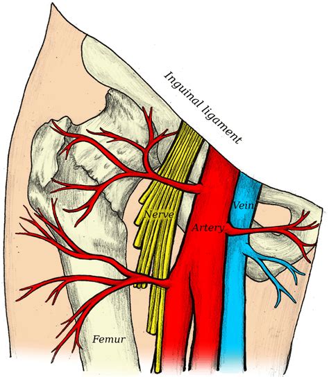 1. Femoral Artery