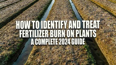 1. Fertilizer Burn