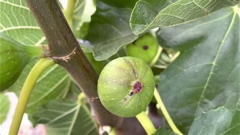 1. Figs on the Fly: A Culinary Gem with a Farm-to-Table Focus