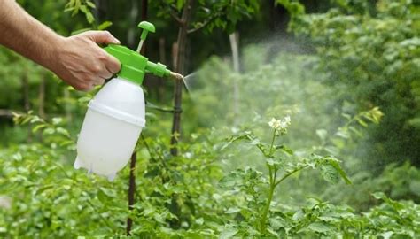 1. Foliar Spraying