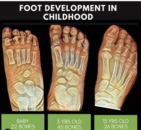 1. Foot Development: